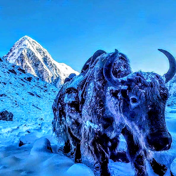Animal in Mount Everest | Everest Base Camp Trek - Hiking Himalayas